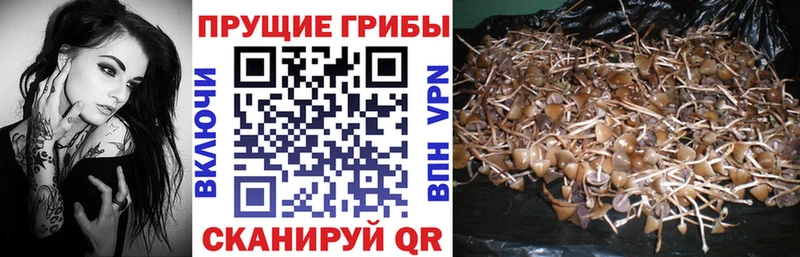 hydra ONION  Саки  Галлюциногенные грибы Psilocybe 